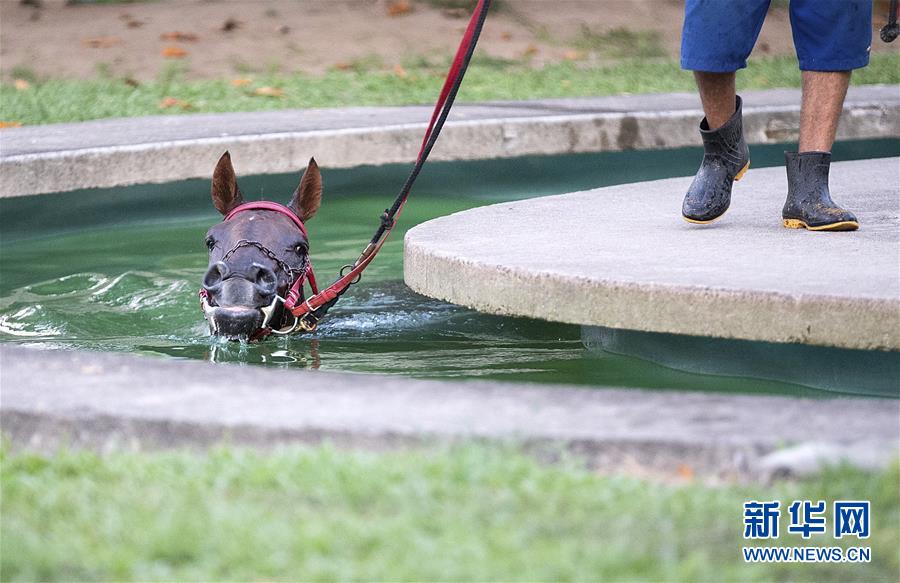 水陆两栖 1月25日，在巴西里约热内卢举办的赛马会上，一匹赛马在水中训练。 记者 李明/摄