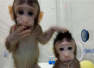 世界首只体细胞克隆猴“中中”在上海诞生，《细胞》发表成果