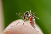 人血是否能“毒杀”蚊子　抑制传染病蔓延？