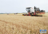 安徽启动小麦最低收购价预案　四等及以下不再收购