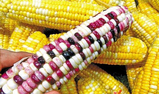 黑龙江出新规:禁止种植转基因玉米水稻大豆-中