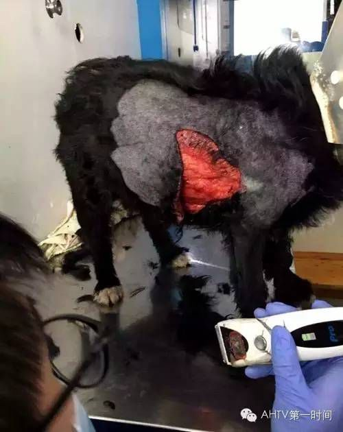 这就是那条被伤害的小狗的照片，照片上，小狗身上有好大一块皮被剥掉了，让人触目惊心。