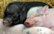 日本放开异种移植限制：猪等动物细胞可移植入人体