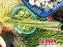 春季时鲜野菜上市 扬州人每天吃掉1万多斤春笋