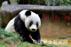 专家揭秘大熊猫长寿之谜