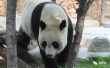 大熊猫“叮叮”离开济南了！回家结婚去