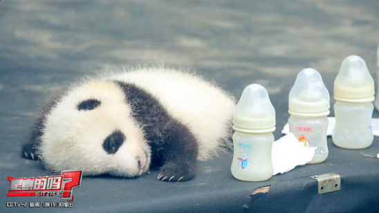 熊猫宝宝吃成年熊猫粪便促进肠胃健康?别开玩