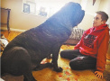 世界上最大的幼犬