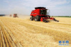 湖北省紧急通知要求各地做好小麦收购工作