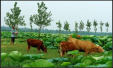 山东曹县:一个农业大县的大农业布局