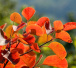 河南林州：太行山上红叶尽染