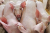 猪价大幅上涨难再现 预计下半年CPI上升压力减小