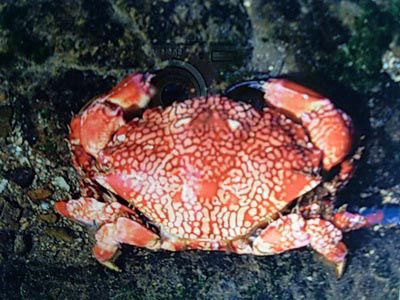 这种螃蟹不能吃!一锅螃蟹毒死过十几个人-中国