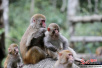 广西贺州姑婆山野生猕猴数量超300只