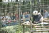 武汉动物园大熊猫伟伟12岁生日宴　憨态吃相逗人捧腹