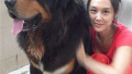 滨州城区禁养藏獒等烈性犬和大型犬　违者或被罚款5000元