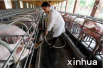 发展养殖业：霸州农发项目让生猪“住楼房”