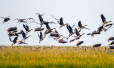【图片故事】鄱阳湖的“老人与鸟”