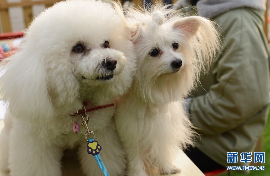 2017年12月23日，郑州市郑东花卉市场，参赛的宠物狗。