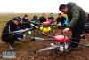 华北平原的冬小麦春季管理陆续展开　无人机培训助春管