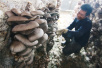 30多种食用菌装入北京市民菜篮子：这些食用菌你吃过么？