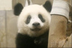 日本出生大熊猫“香香”迎来一周岁生日