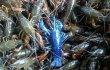 济南现“蓝色小龙虾”　海鲜市场鲜见　疑观赏虾混入
