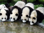 即将来沈阳的四只大熊猫未受地震影响　一切正常