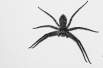 网传养蜘蛛能灭蟑螂　买家：蟑螂没除掉　多出小蜘蛛