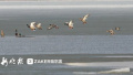 松花江哈尔滨段现几十只野鸭追逐嬉戏