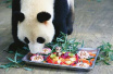 萌萌哒！济南动物园大熊猫“吃定制月饼”过中秋