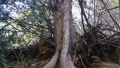 河南林州市林虑山发现树中“活化石”红豆杉