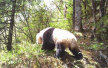 直击国宝核心“生活区”——甘肃白水江保护区探秘野生大熊猫