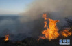 美国加州南部山火灾情初步得到控制　居民可以回家了