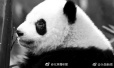 大熊猫被虐待致
