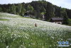瑞士蒙特勒盛开“五月之雪”：一望无垠的红口水仙