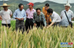 袁隆平超级稻产品市场货架为何没有？