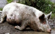 立陶宛爆发非洲猪瘟了　2.3万头猪将被宰杀