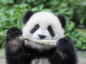 熊猫王国的震后重生
