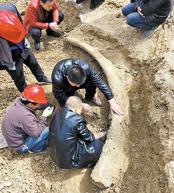 永城发掘出完整象牙化石 距今已超10万年