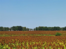 河南社旗：高粱丰收红满天 发展产业助农增收